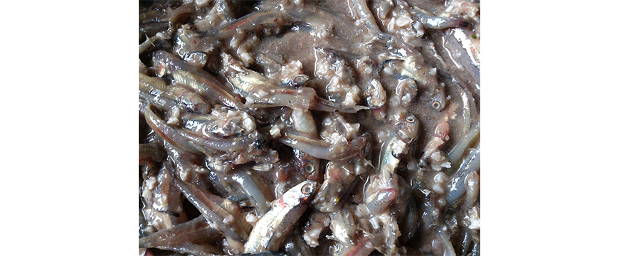 Continuous Single-Shaft Mixers for Fish Sauce_2