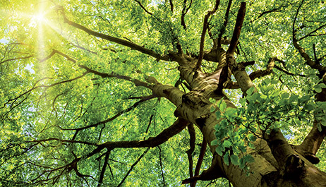 Bajos valores de emisión polvo